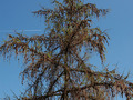 Larix decidua IMG_3913 Modrzew europejski